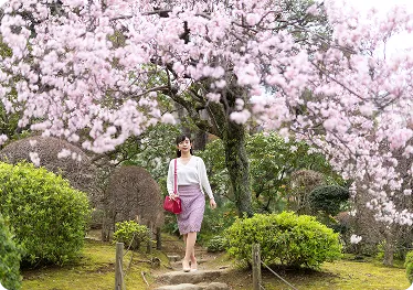 Cherry blossoms at Kiunkaku (late March)