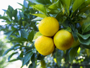 Atami’s Daidai — A Fruit of Family Prosperity and Good Fortune